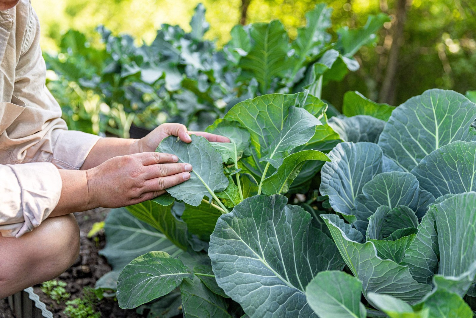 1500 MORRIS HEADING COLLARDS Collard Green Brassica Oleracea Vegetable Seeds