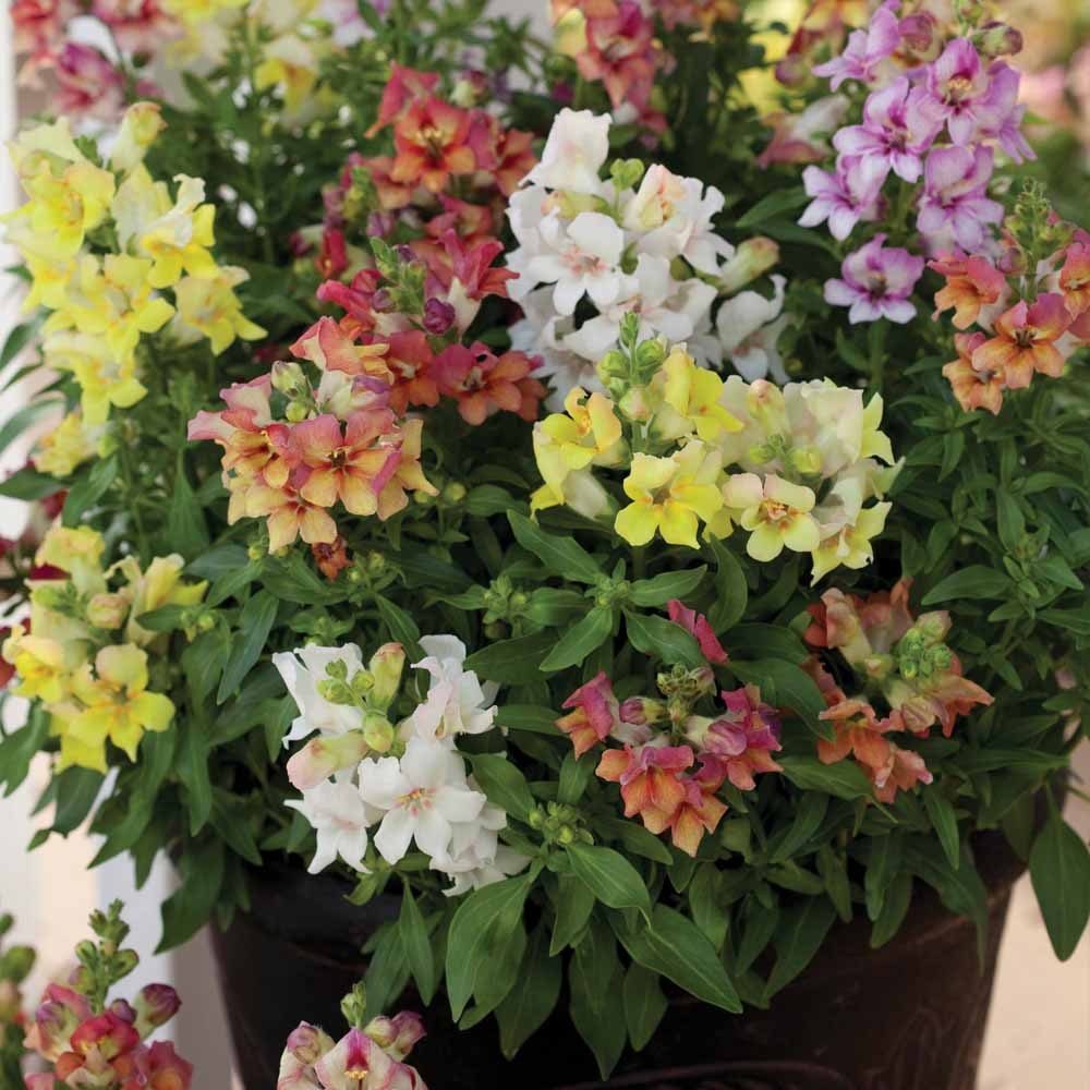 Snapdragon Seeds, Antirrhinum majus Maximum, (Mixed Colors)