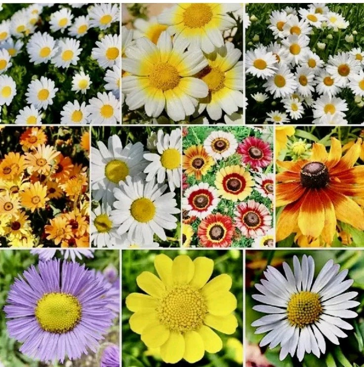 60 + Mix Daisy Seeds – Daisy Flower Seed Mix Attracts Hummingbirds USA
