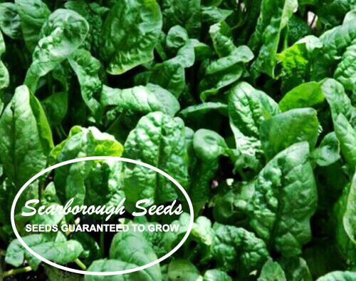 SCARBOROUGH SEEDS 100 SEEDS Giant Noble Spinach NON-GMO Heirloom