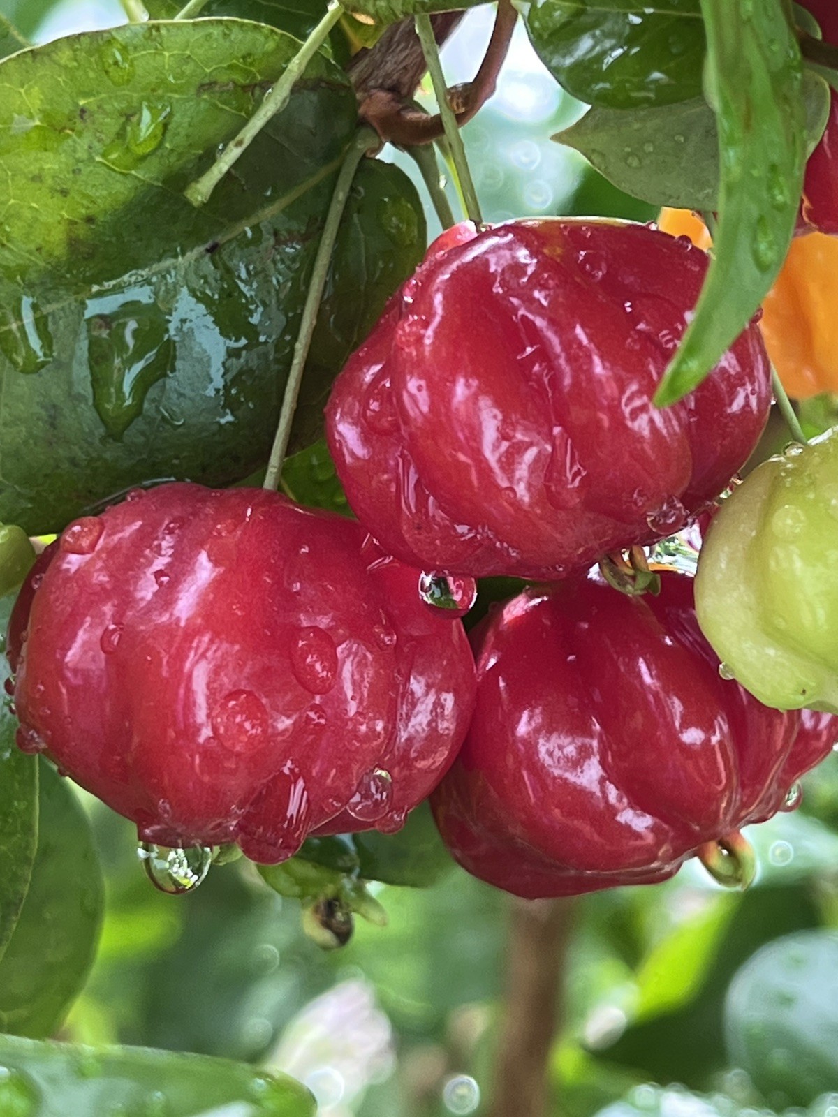 20 FRESH BLACK SURINAM CHERRY SEEDS – UNIFLORA – BEST SELLER!