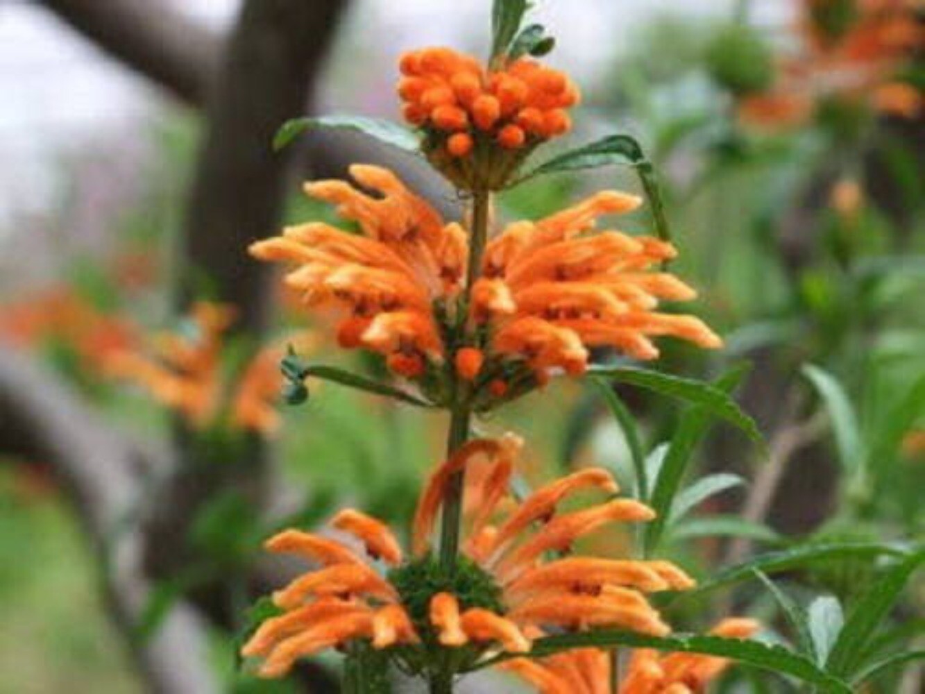 25 Wild KLIP DAGGA Leonotis Nepetifolia Lions Ear Lions Tail Orange Flower Seeds