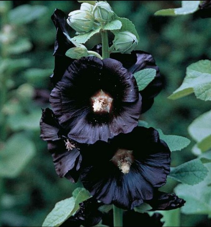 40 Hollyhock Nigra seeds