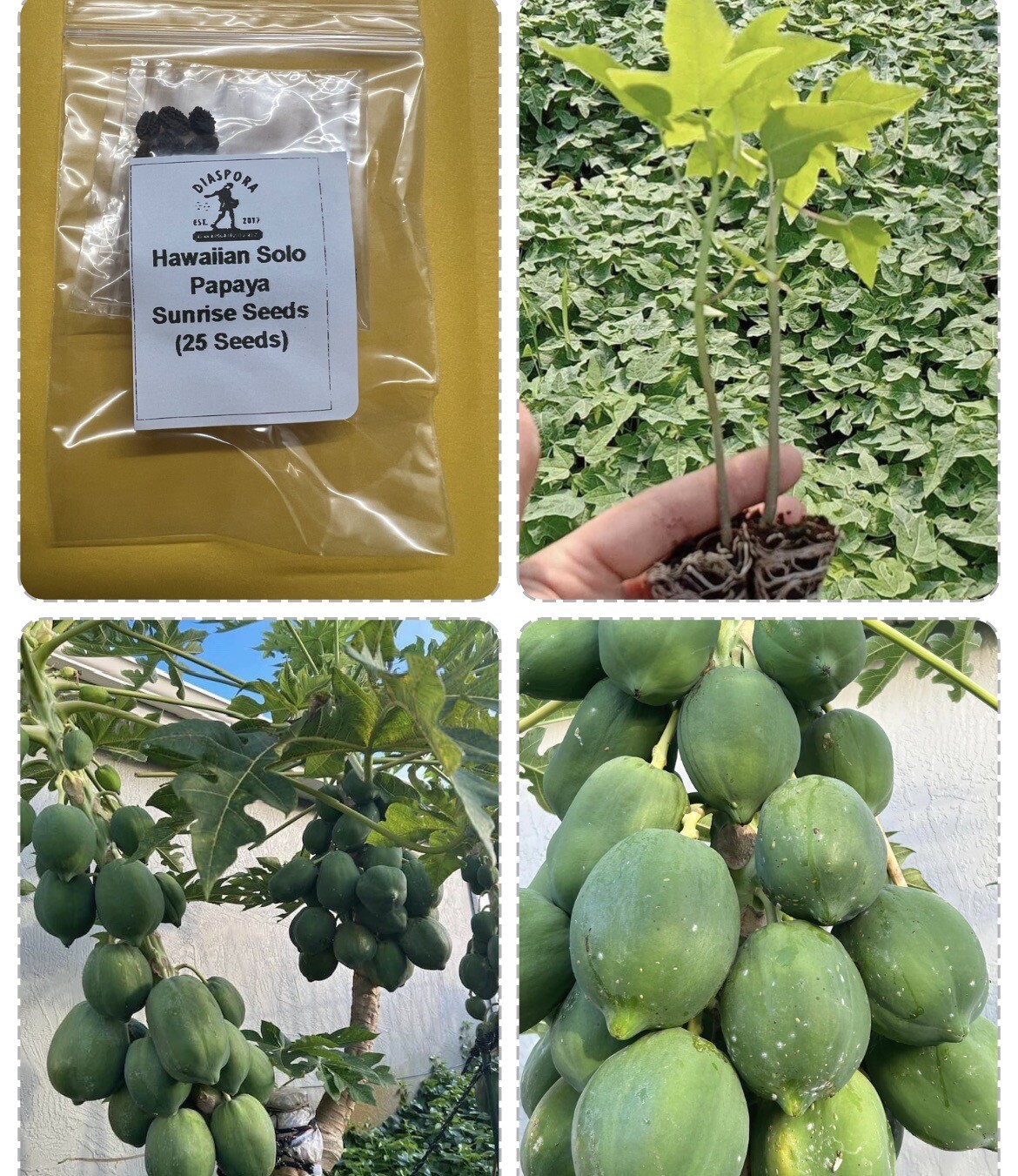 25+ Dwarf Hawaiian Solo Sunrise Strawberry Papaya Tree Seeds Carica Du Du Mo Vit