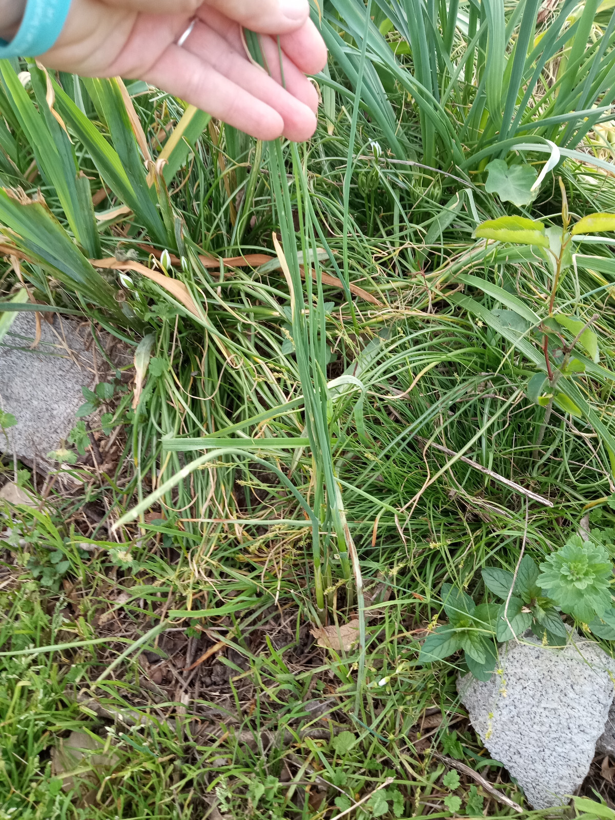 25 Wild Garlic (Allium vineale) Bulbs/Bulbils- Fresh, Clean, & Ready To Plant