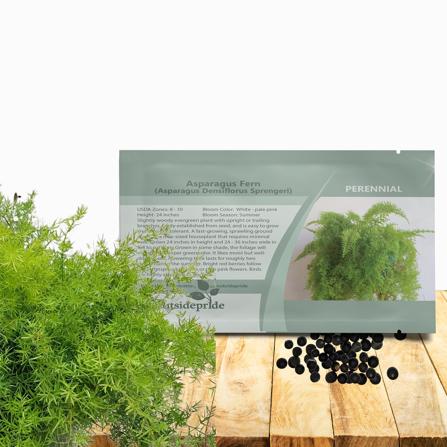 100 Seeds Asparagus Fern Drought Tolerant Garden Flower Plant Seed