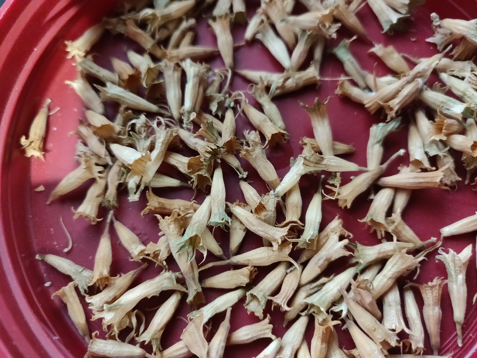 100 WILD DAGGA SEEDS(LEONOTIS LEONURUS/SEMILLAS DE COLA DE LEON