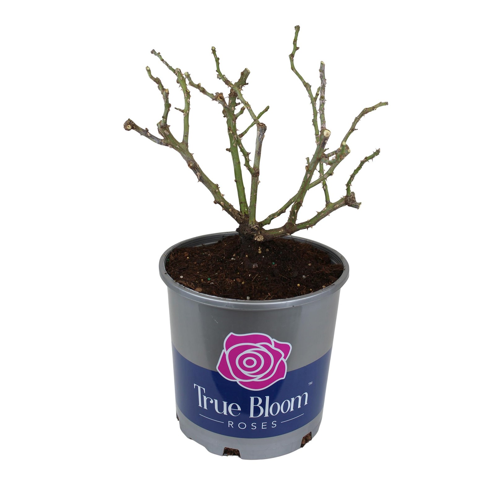 Fresh Roses for Delivery Prime, Red Roses Live Rose Bush Plants, Indoor Rose …