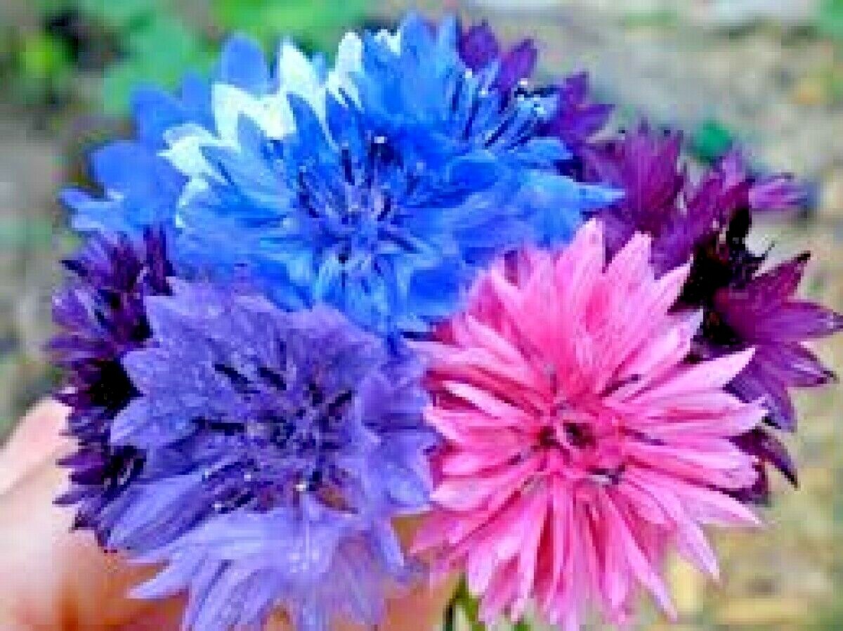 501+CORNFLOWER BACHELOR BUTTON Mixed Seeds Cut Dried Flowers Garden Container