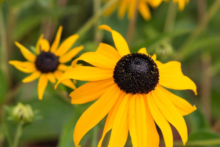 300 seeds Black Eyed Susan Hirta Yellow Fresh seeds + gift