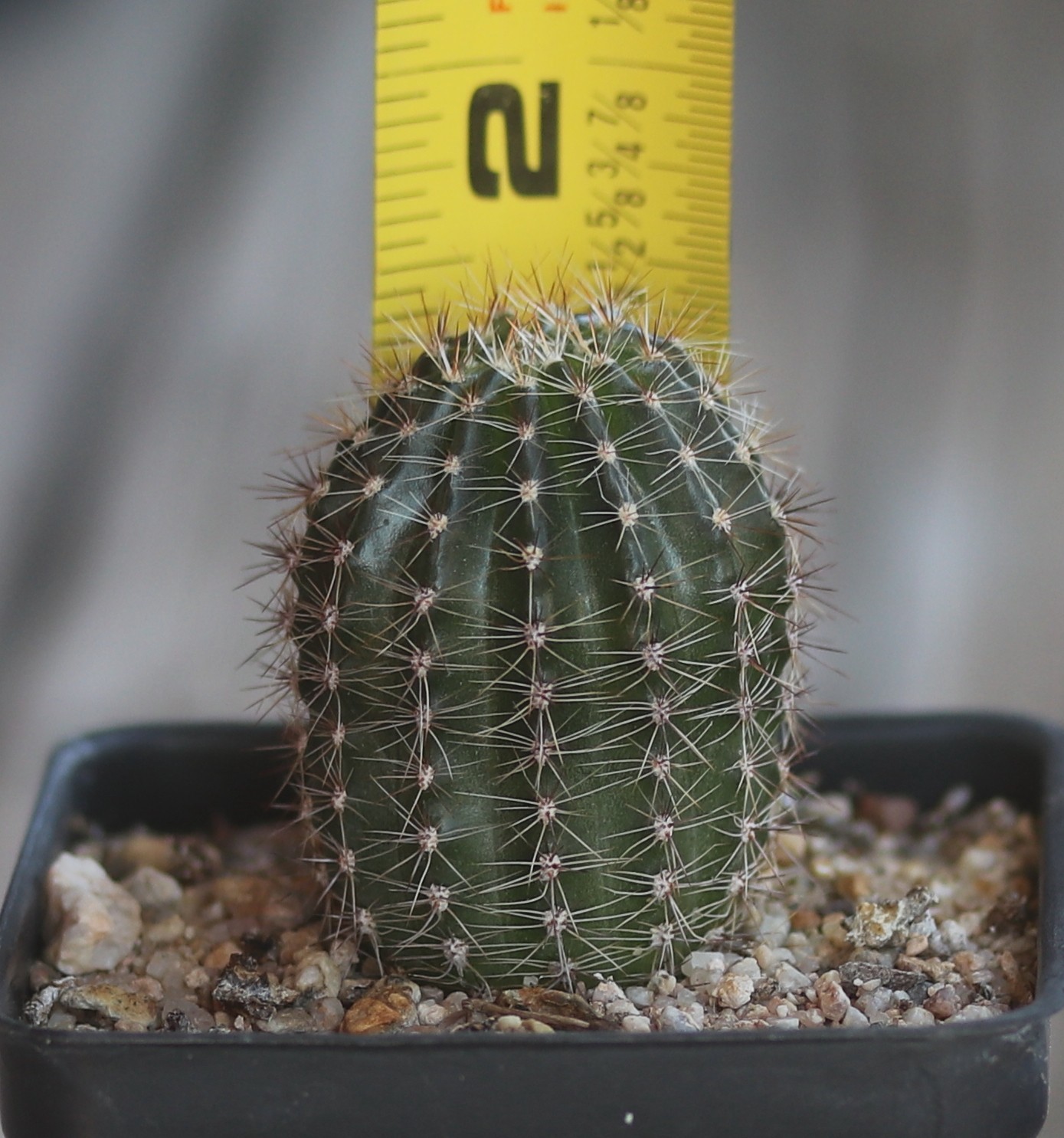 Echinopsis hybrid ‘Sierra Skyline’
