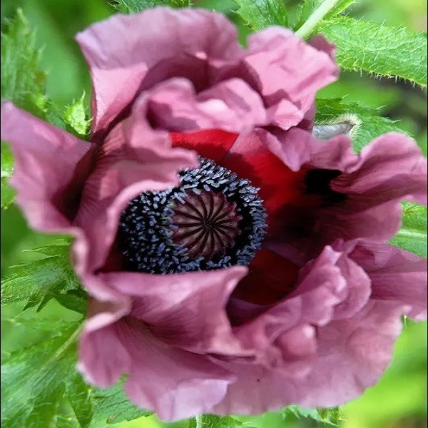5,000+ Mixed Oriental Poppy Seeds Premium Perennial Giant Crepe-Paper Blossoms
