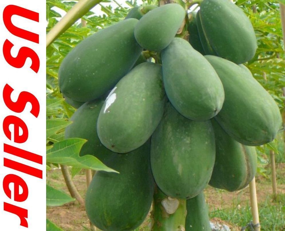 30 Seeds Papaya Seeds E19, TR HOVEY Carica L. Caricaceae, Fruit Tree Seeds