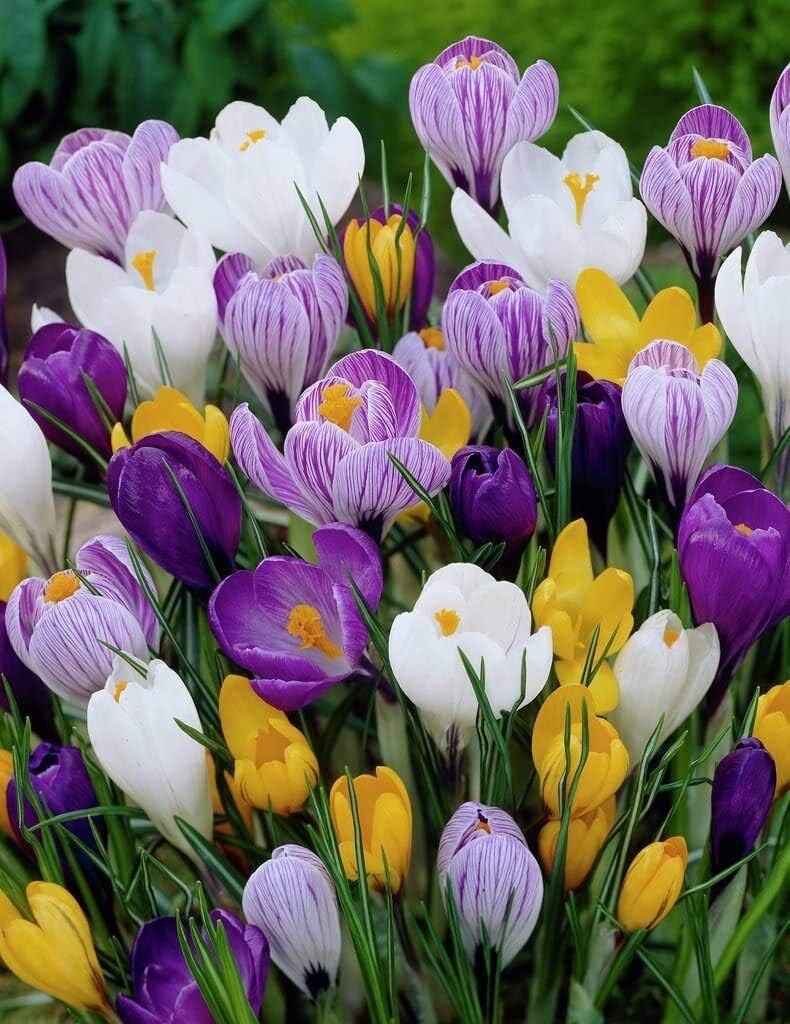 Crocus Species Mix Perennial Bulb Mix Purple White Yellow