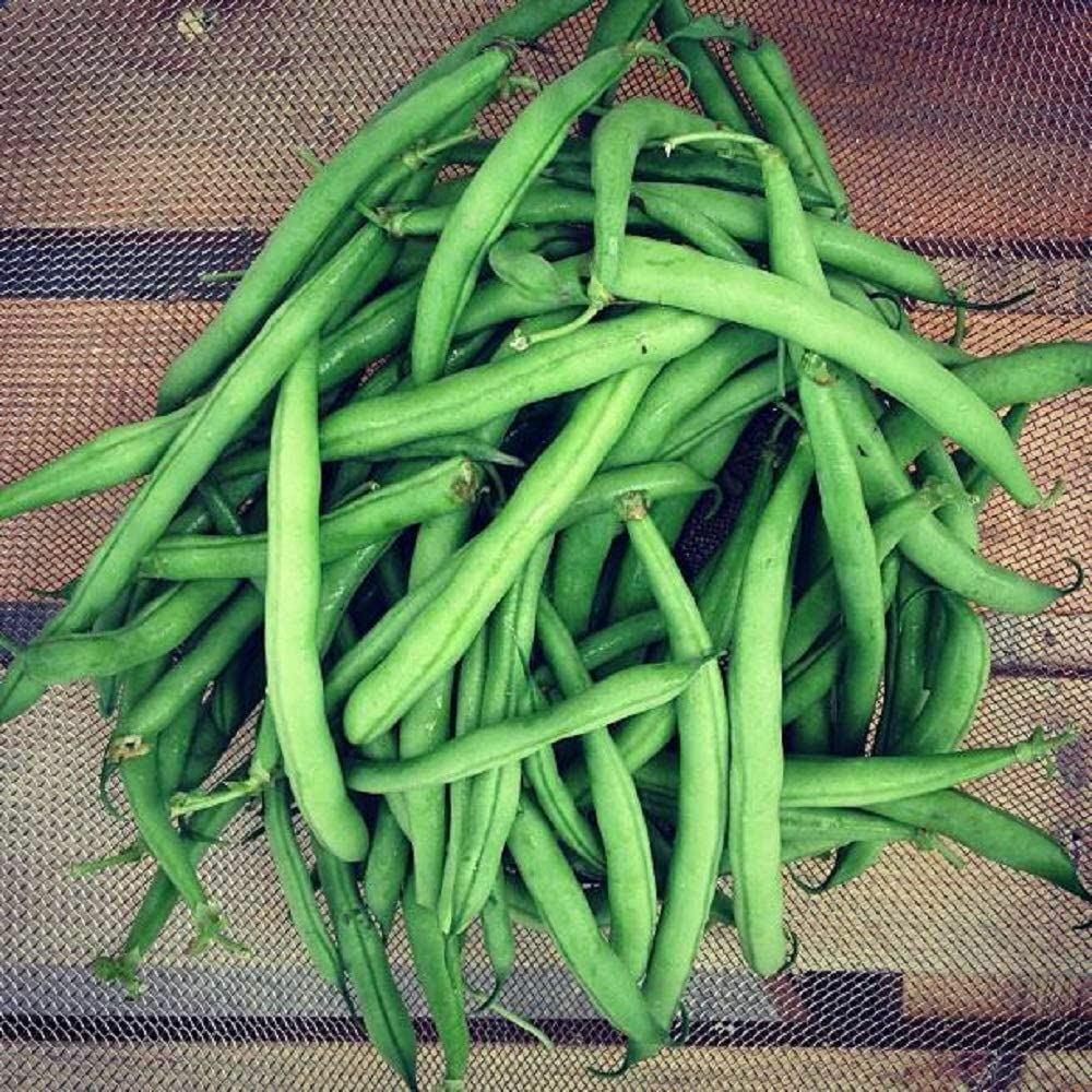 Bean Top Crop Bush Bean Seeds ,”COOL BEANS N SPROUTS” Brand. Home Gardening.