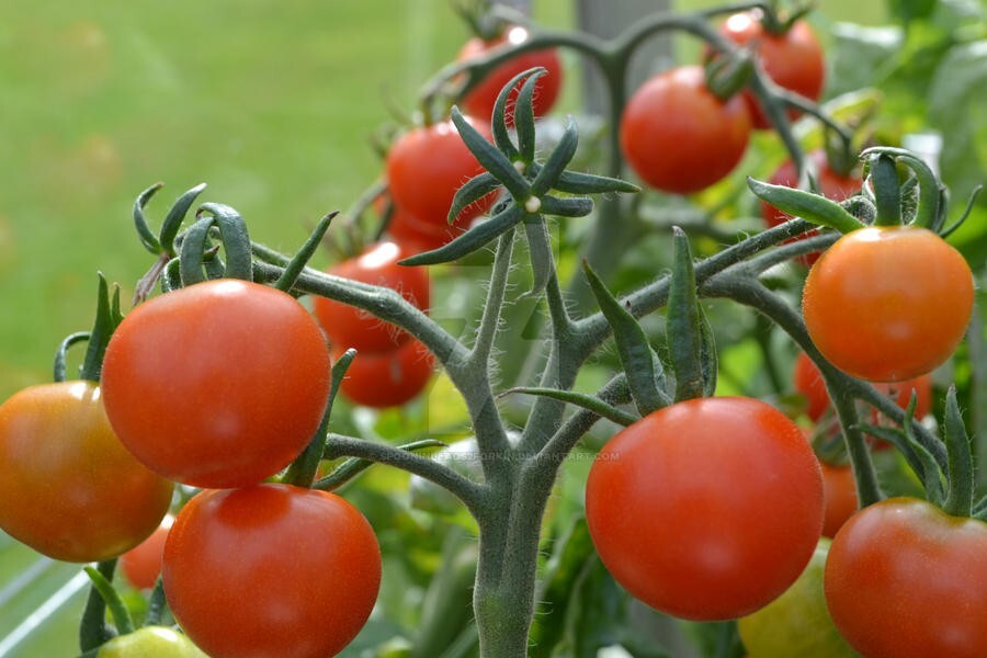 30+ Trip L Crop Tomato Seeds – TOMATO TREE — 15 FOOT VINES — HUGE ——- RARE