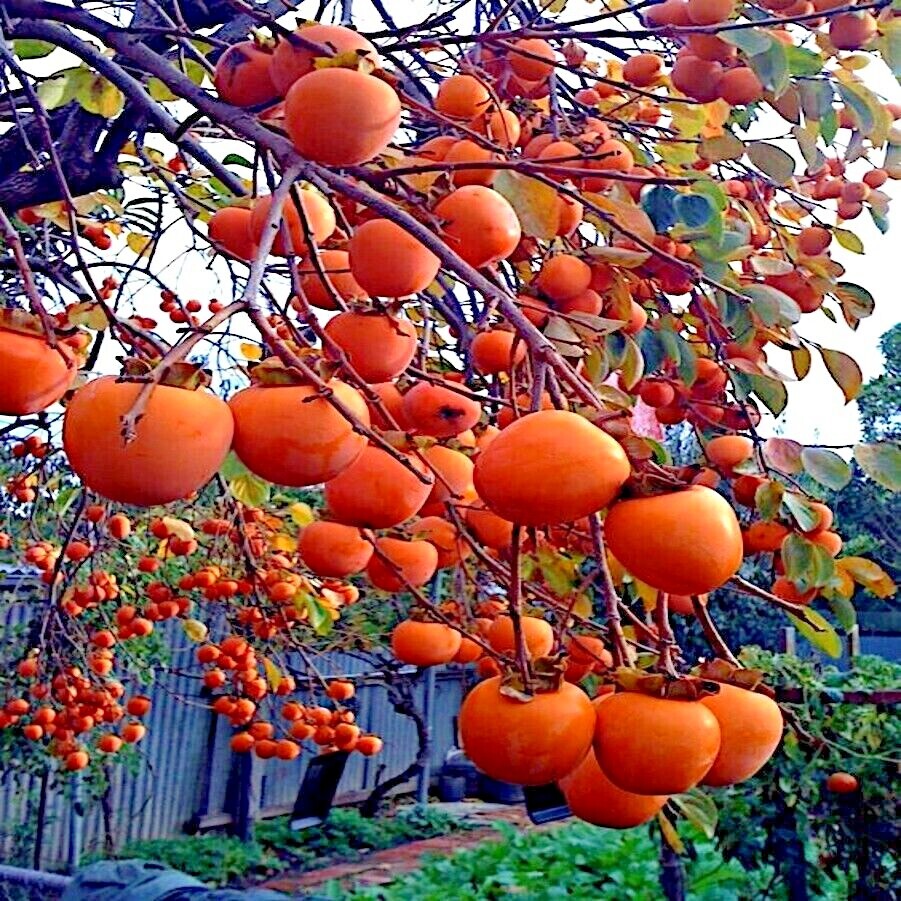 PERSIMMON TREE SEEDS Diospyros Virginiana SUGAR PLUM Fruit Plant COLD HARDY 4-9