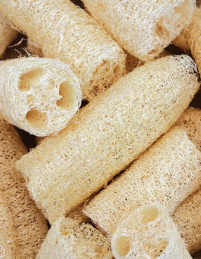 Luffa Gourd Seeds Non-GMO, Heirloom, Luffa Sponge Gourd Seeds, Organic, Edible