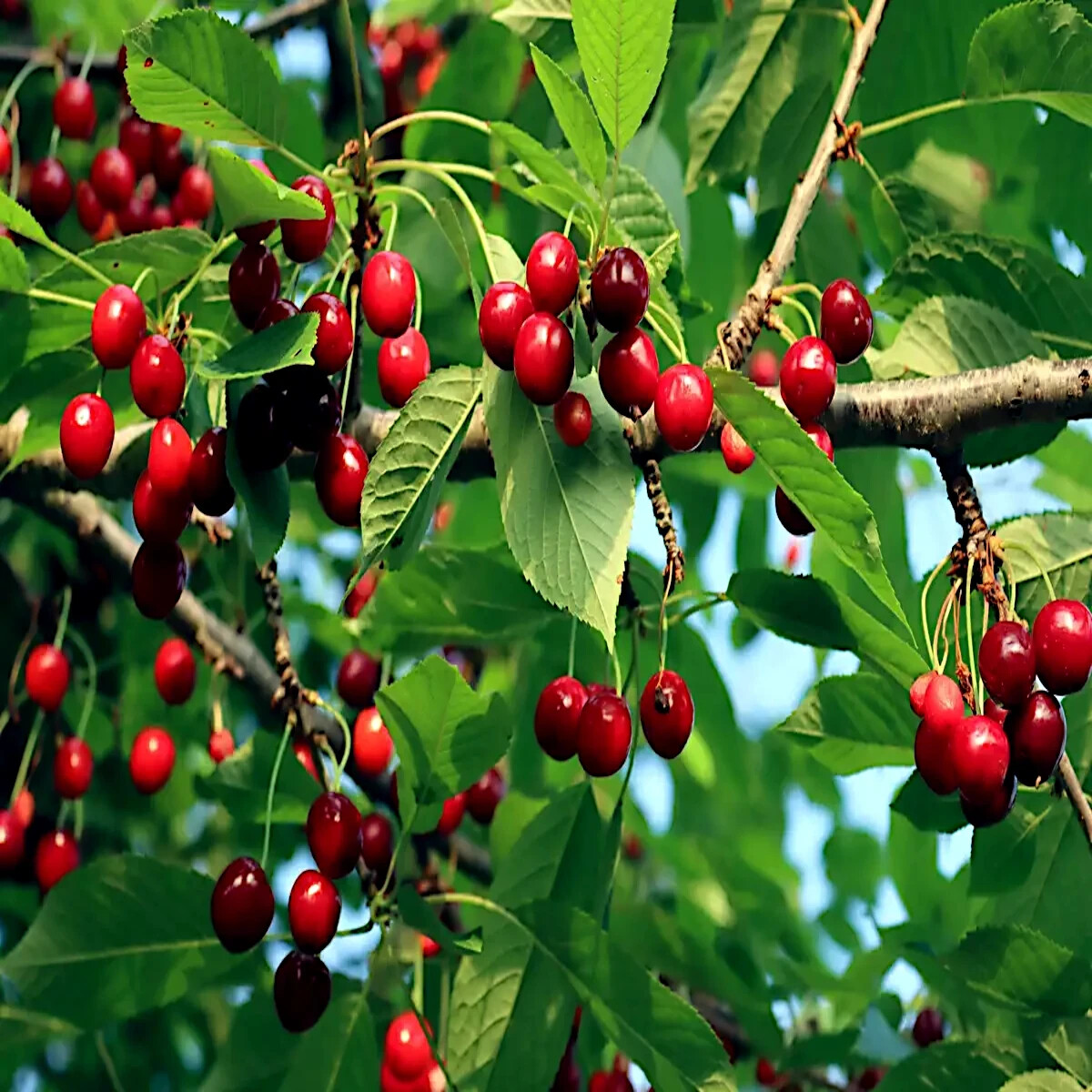 Sweet Mazzard Cherry Tree Seeds (Prunus avium) Edible Fruit, Fast, Hardy-Zone 4