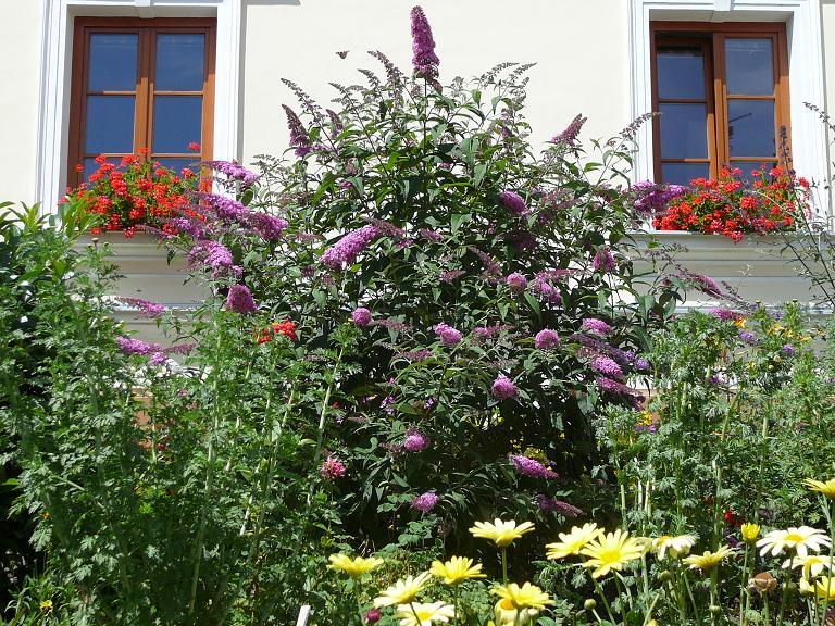 Butterfly Bush, Buddleia davidii, Shrub Seeds