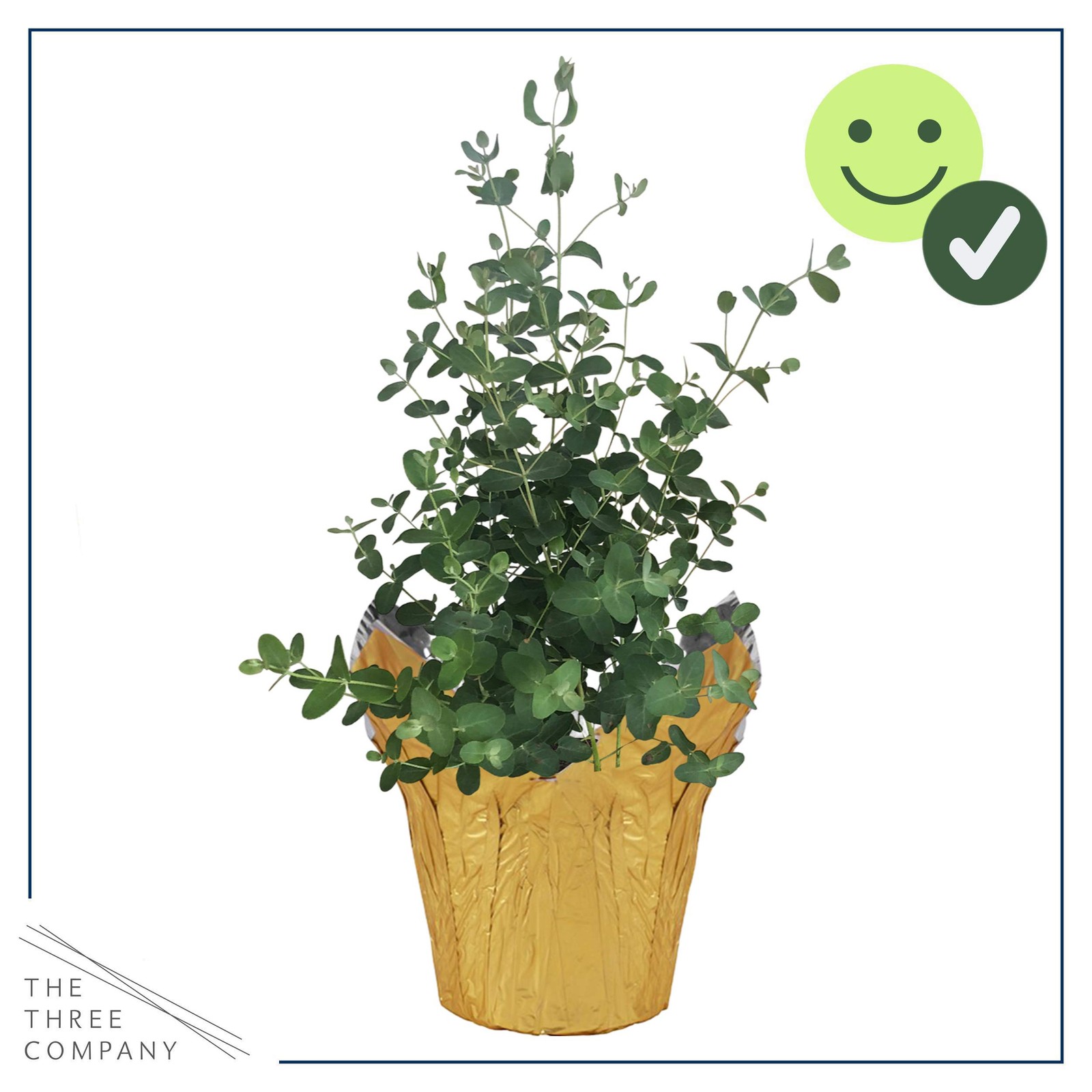 Live Aromatic and Healthy Herb – Eucalyptus, Improves Air Quality, Wrapped in…