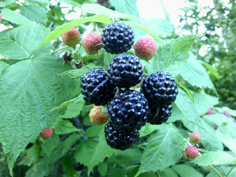 100+ WILD BLACK RASPBERRY SEEDS (Rubus occidentalis)
