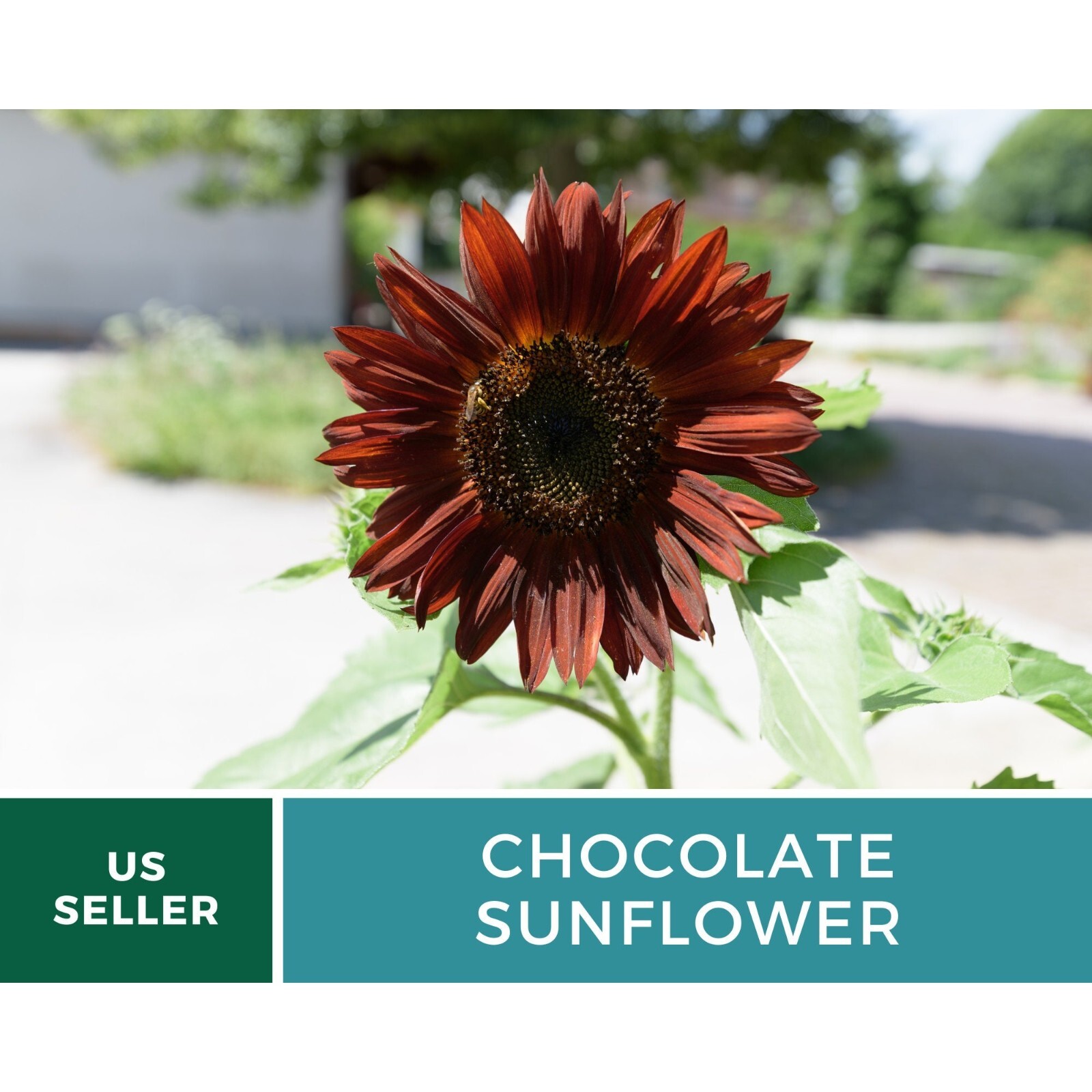 Sunflower, Chocolate – Heirloom Seeds – Fall Colors (Helianthus annuus)