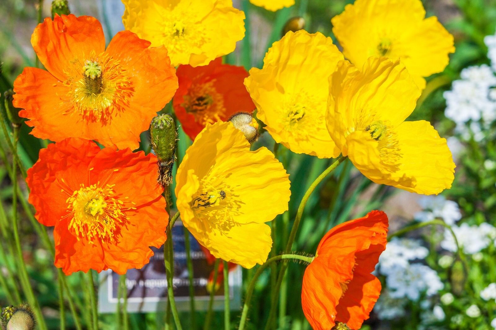 WELSH POPPY, 154+ SEEDS, ORANGE OR YELLOW FLOWERS BLOOMING IN SHADE, USA SELLER