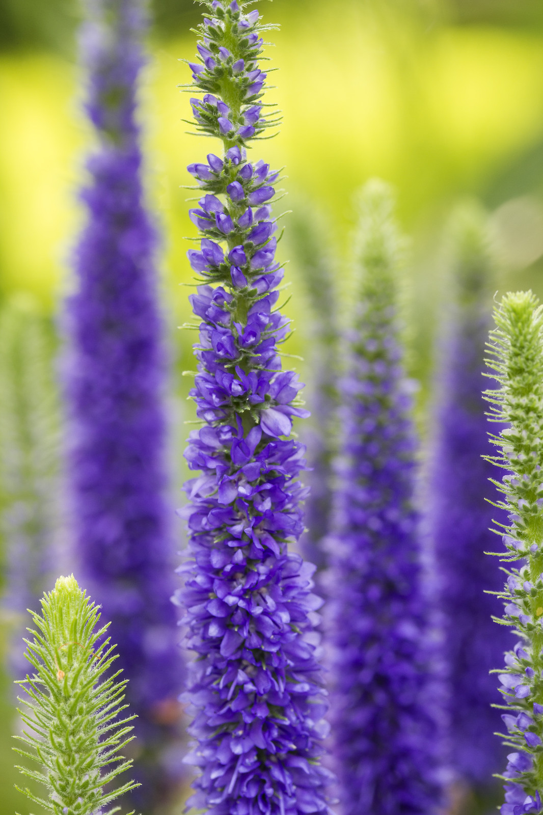 VERONICA LONGIFOLIA, 160 SEEDS, MIXED COLORS, LONG LEAF SPEEDWELL, USA SELLER