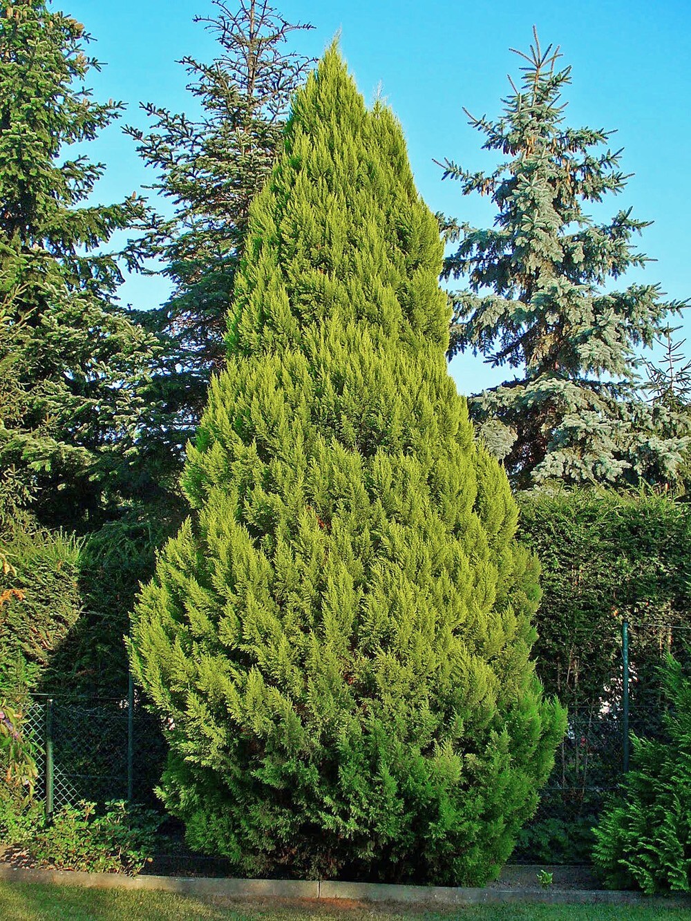 Lawson’s Cypress Tree | Premium Seeds | Chamaecyparis lawsoniana | Plants’®