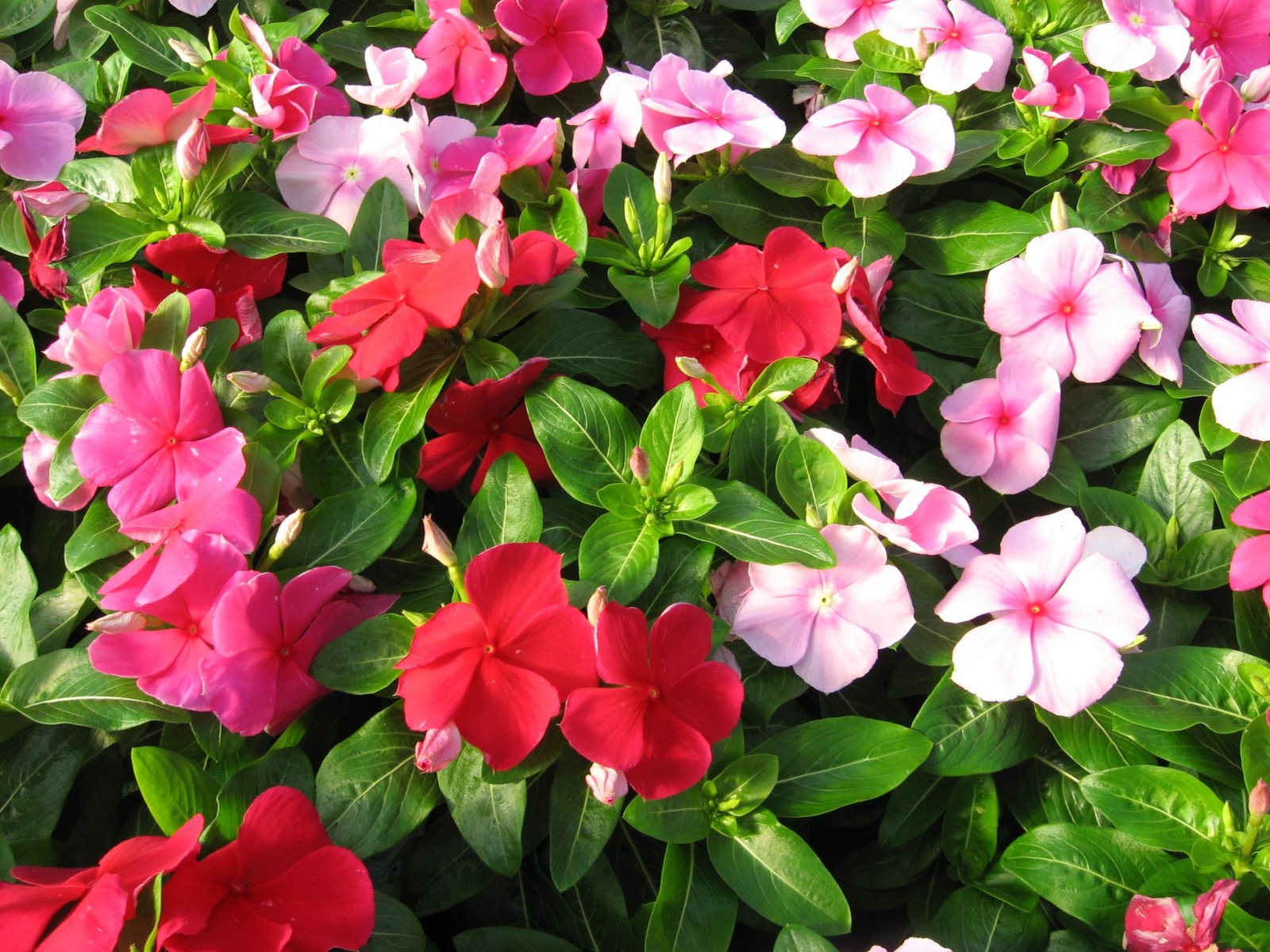 : Seeds Periwinkle Madagascar Mix/Vinca Rosea/Perennial Flowers
