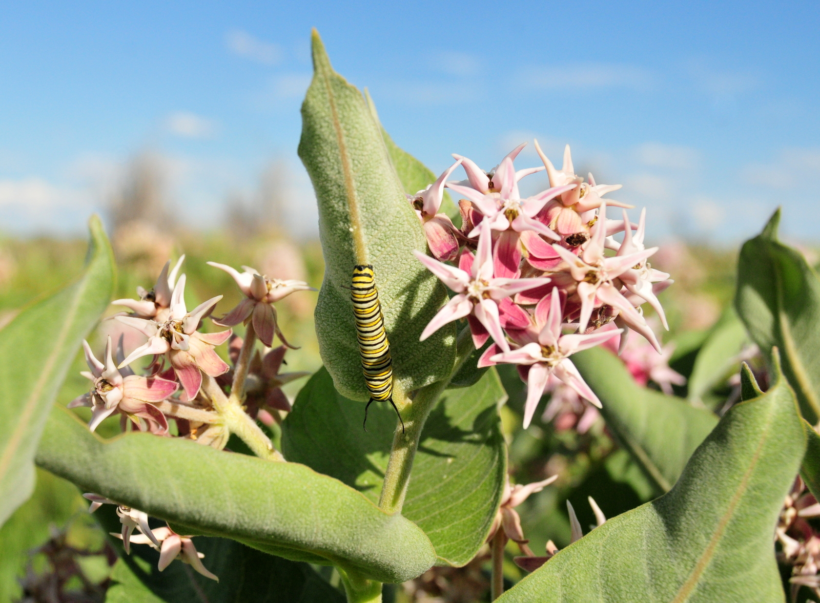 1,000 ASCLEPIAS SPECIOSA Seeds (Showy Milkweed) | NON-GMO | Free shipping