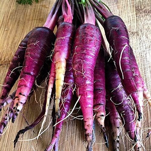 Carrot Seeds- Purple Haze Carrot Seeds , “COOL BEANS N SPROUTS” Brand. Home Gard