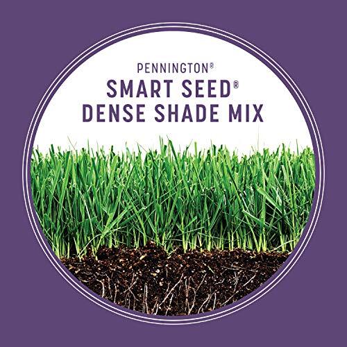 7 lb Pennington Smart Seed Dense Shade Grass Seed for Low Sunlight Areas