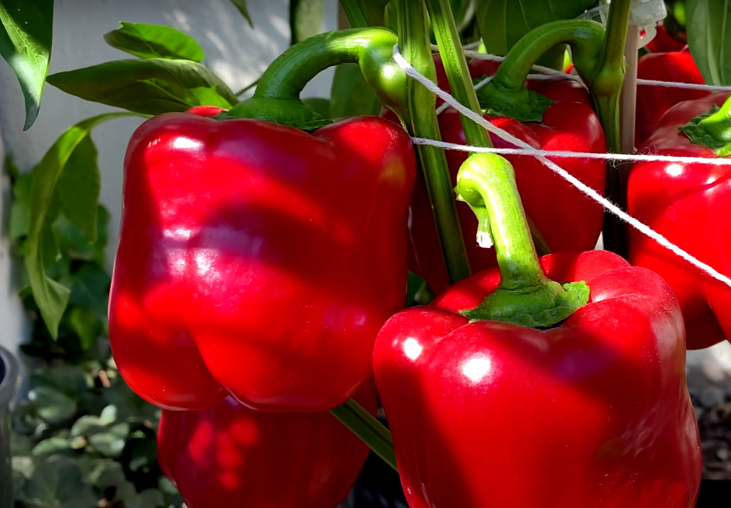 200 CALIFORNIA WONDER BELL PEPPER MIX SEEDS GARDEN VEGETABLE HEIRLOOM NON-GMO US