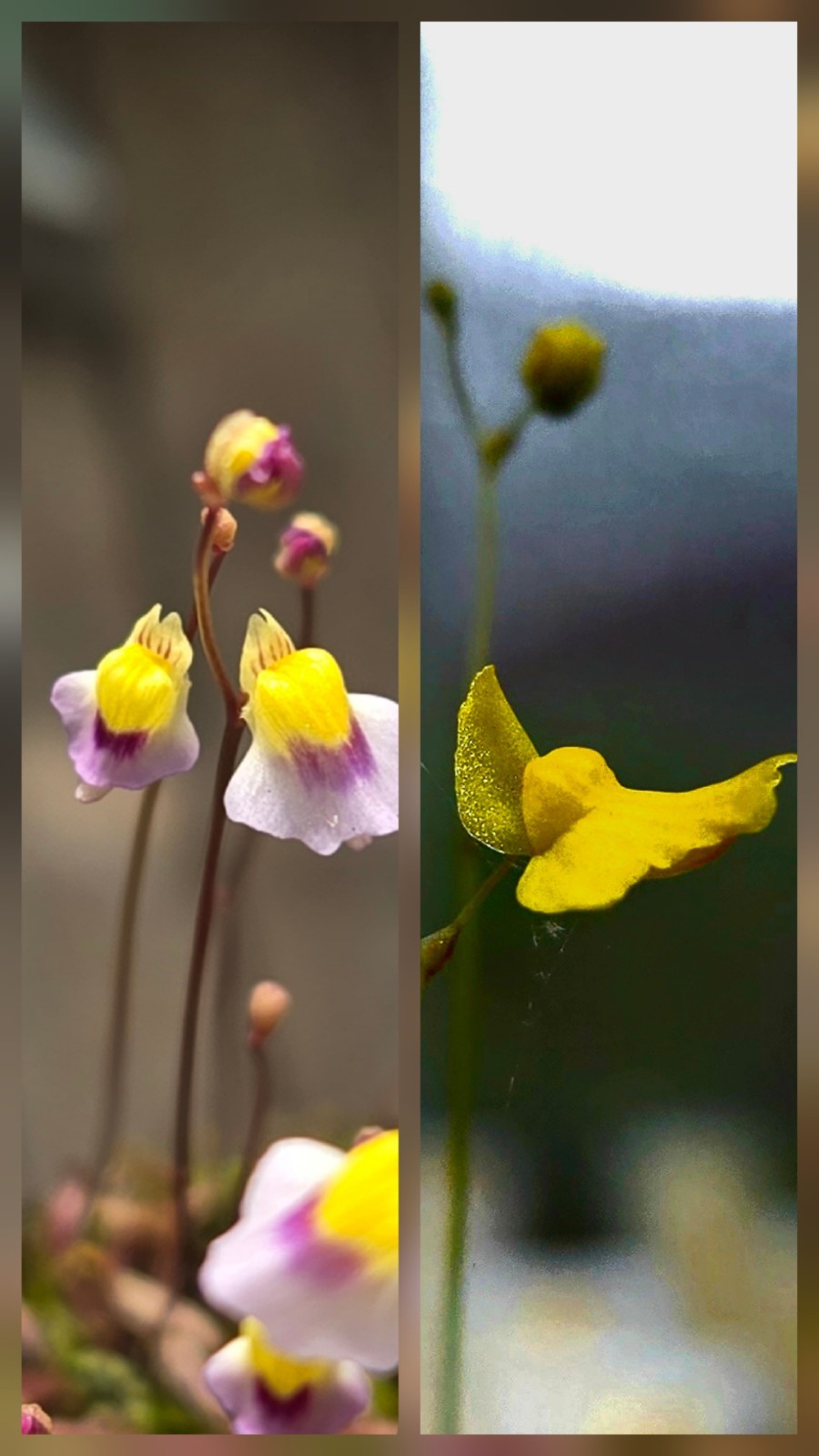 BLADDERWORT 2 PACK- (LIVE PLANTS) Utricularia Blanchetii, Utricularia Subulata