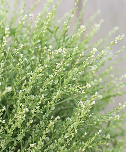 75+ Persian Cress seeds