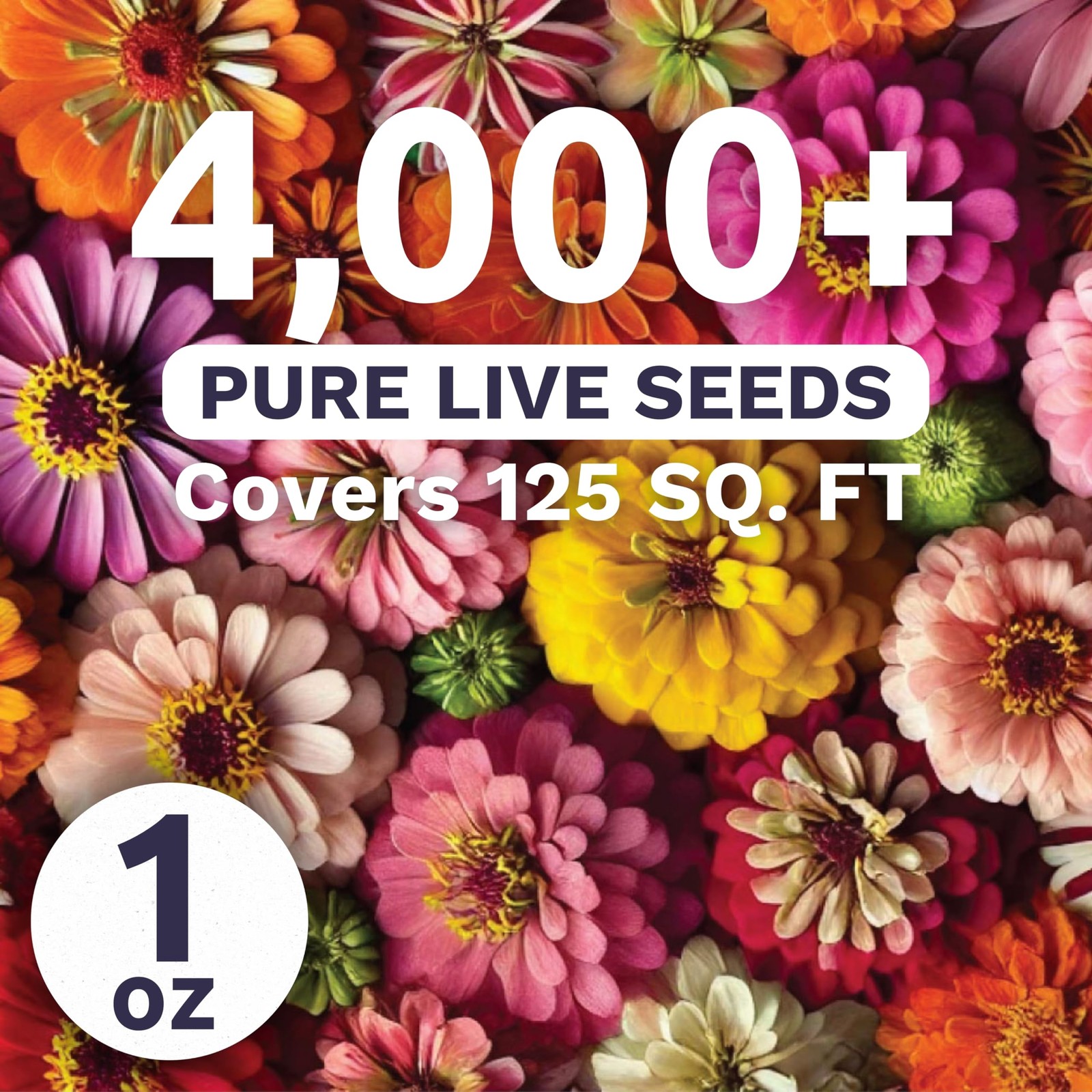 Zinnia Crazy Blend – Large 1 Ounce Packet – 4,000 Flower Seeds for Planting -…