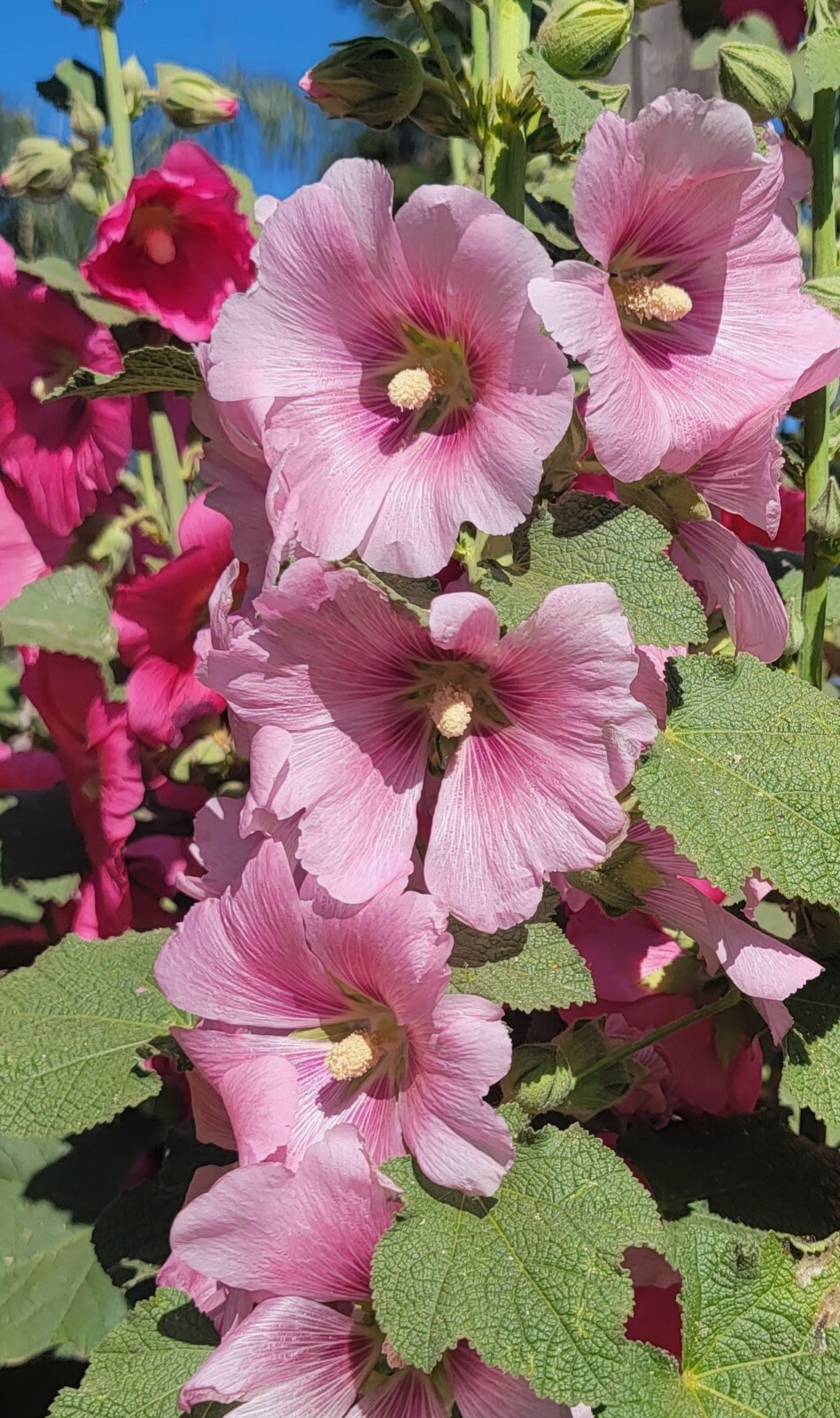 100 HOLLYHOCK  Flower Seeds Tall Beautiful Wildflowers Mystery Mixture Colors