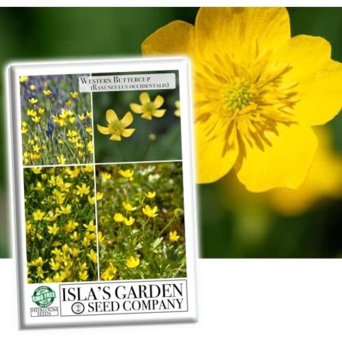 Western Buttercup Seeds (Ranunculus occidentalis) – 250+ Non-GMO & Heirloom