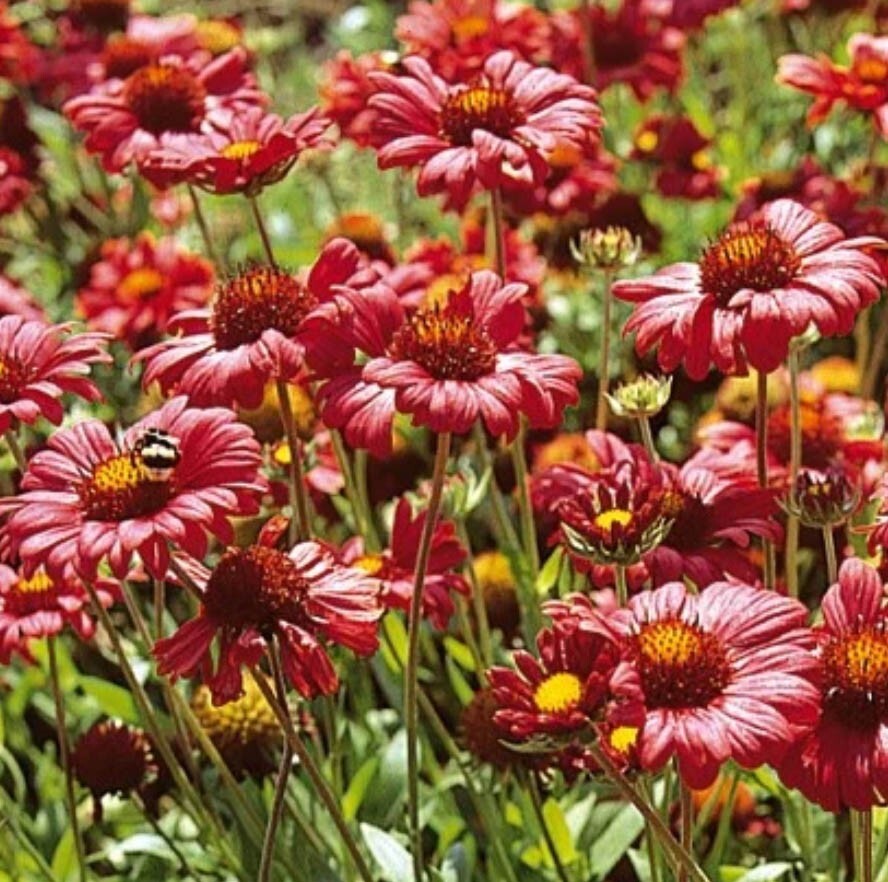 BLANKET FLOWER BURGUNDY Red Flowers Perennial Gaillardia Native NonGMO 100 Seeds