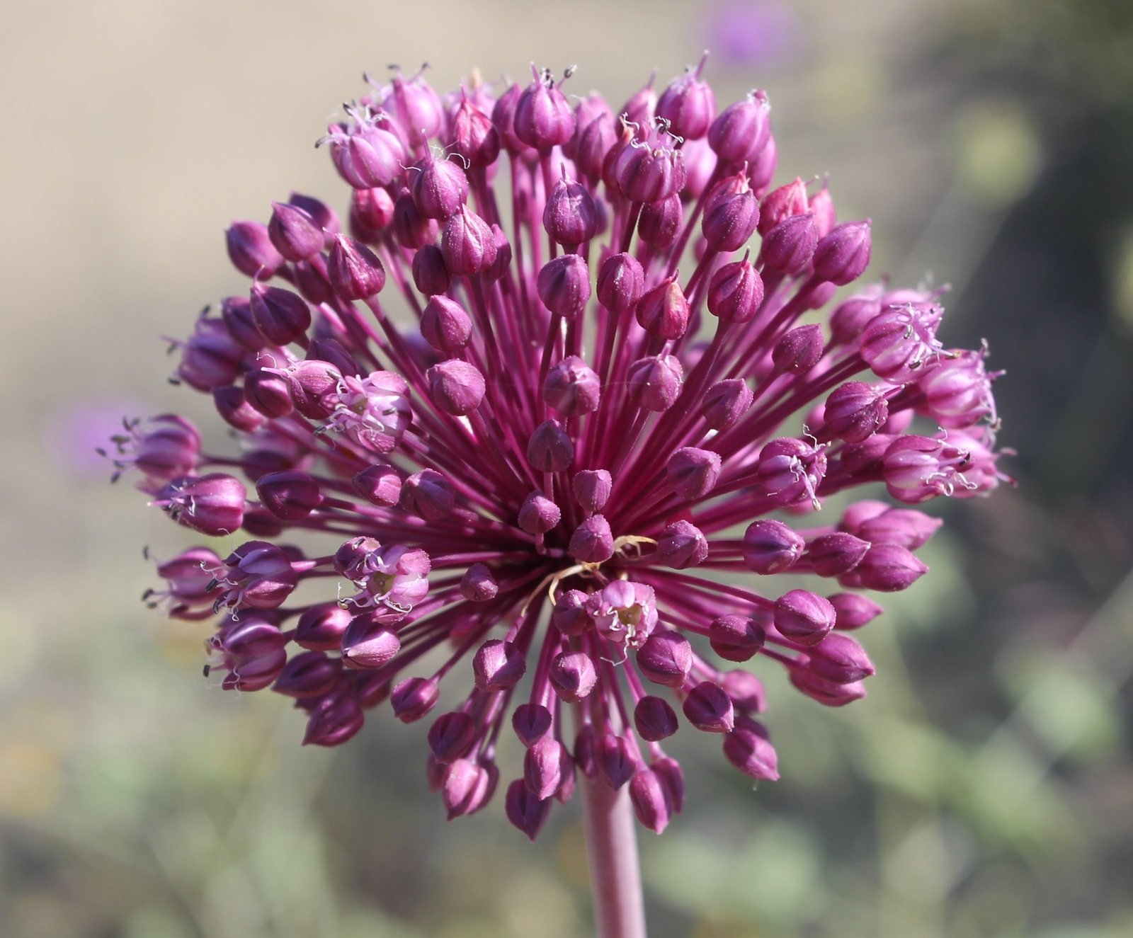 50 ALLIUM AMPELOPRASUM Seeds (Broadleaf Wild Leek) | NON-GMO | Free shipping