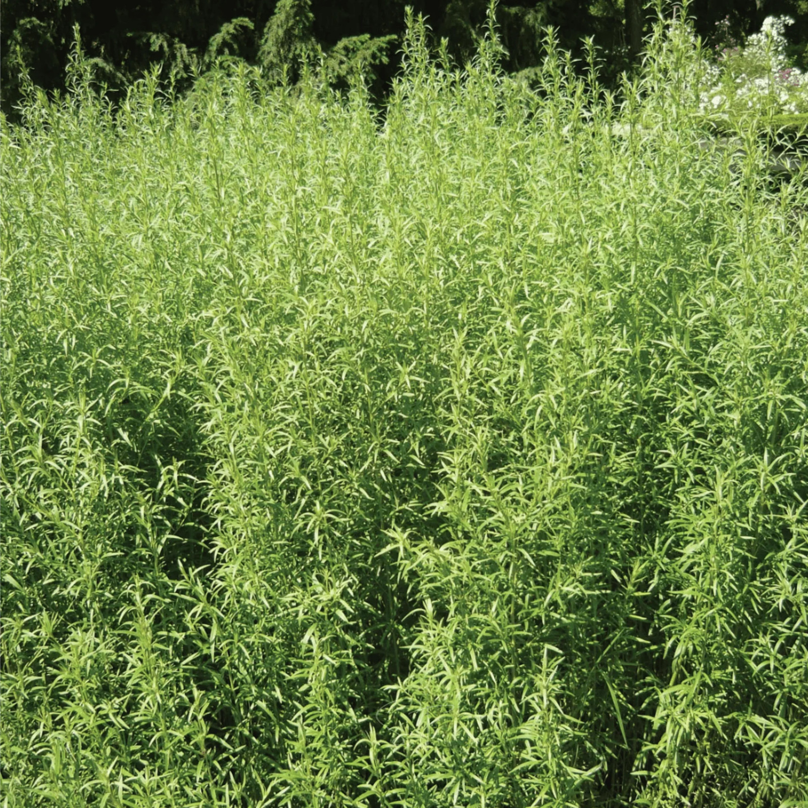 Tarragon – 300 Seeds