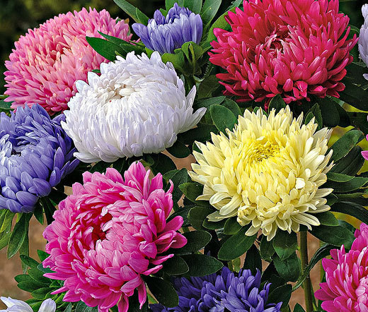 ASTER PAEONY DUCHESS MIXED COLORS Callistephus Chinensis – 150 Bulk Seeds