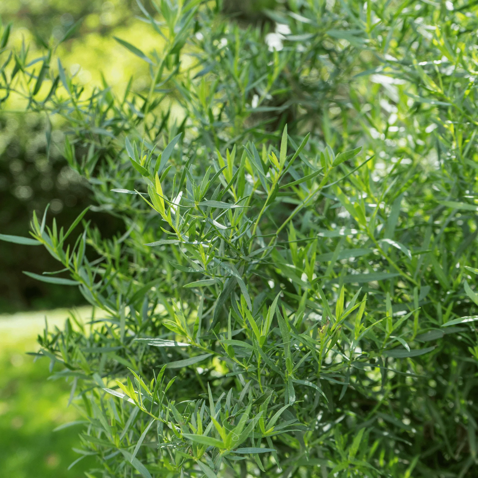 Tarragon – 300 Seeds