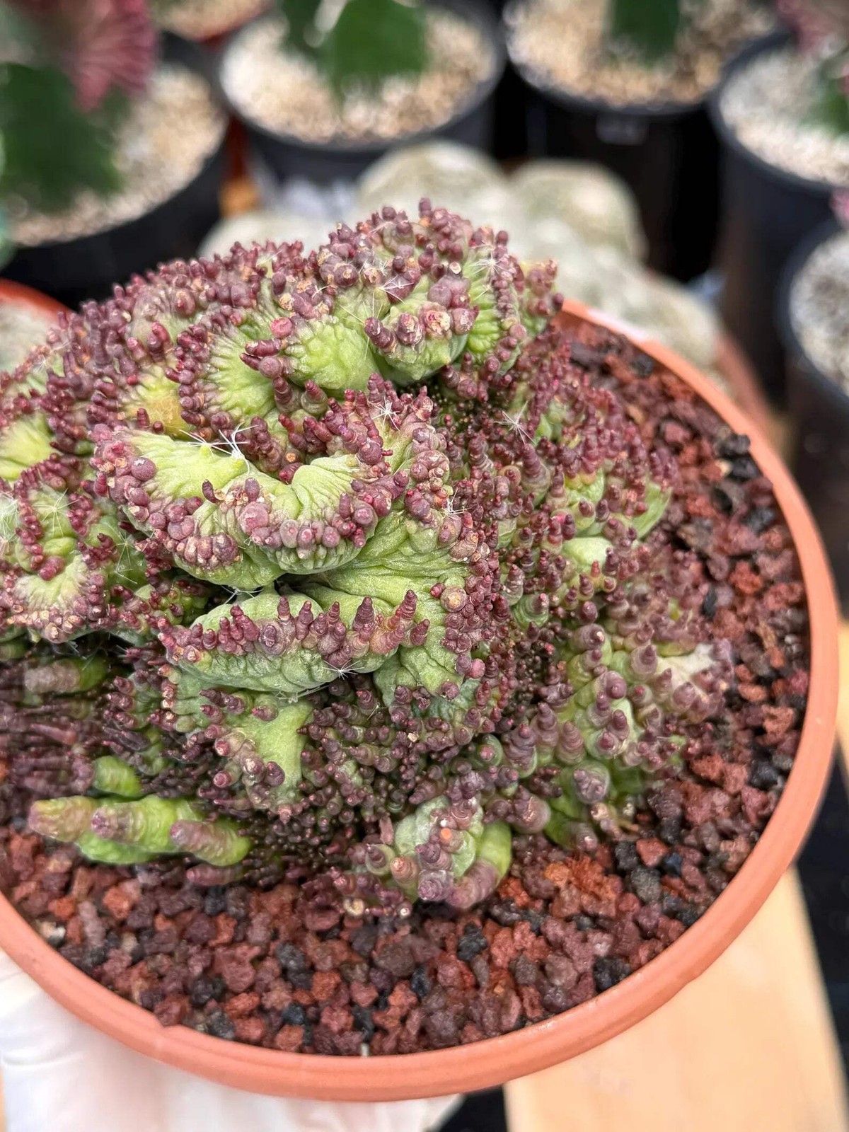 Crested Mammillaria bocasana cv. Fred | Rare Collector Cactus | Unique Live Succ