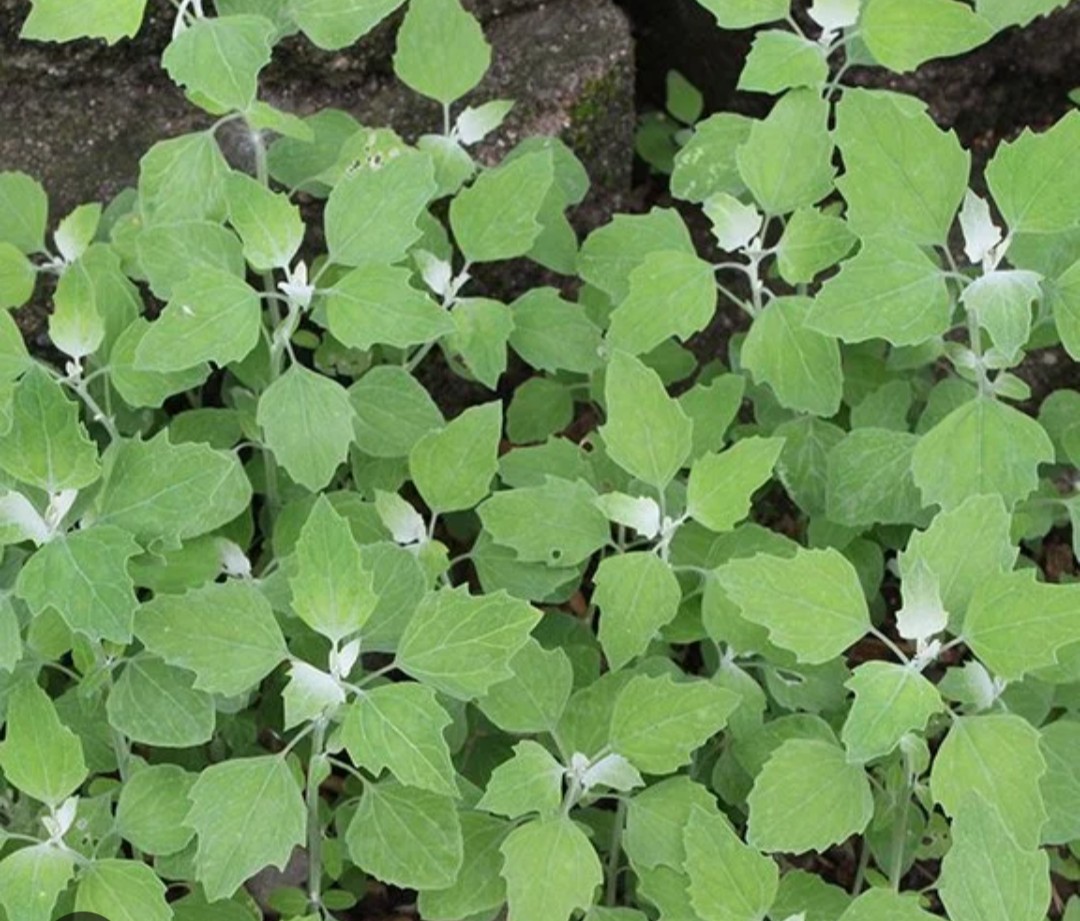 Organic Lambs Quarter 4 Plants