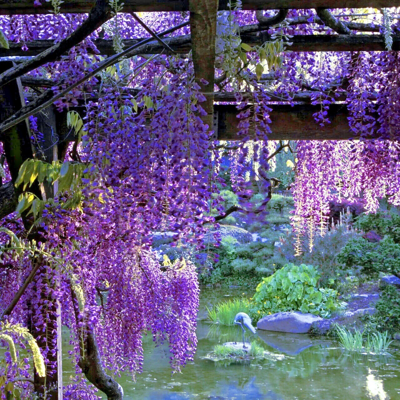 5 Chinese Blue Wisteria sinensis Tree Seeds Fast Climber Flower Vine Hardy Plant