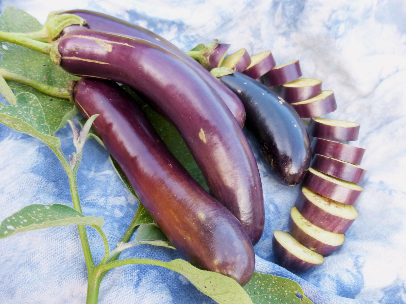 Long Purple Eggplant Seeds | Italian Heirloom Aubergine Brinjal Squash Seed 2024