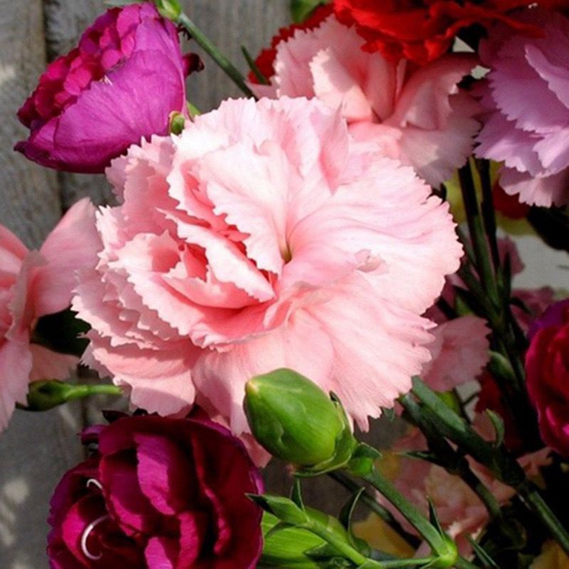 25pc CARNATION SEEDS Garden Plant Flower rare exotic USA seller FREE shipping